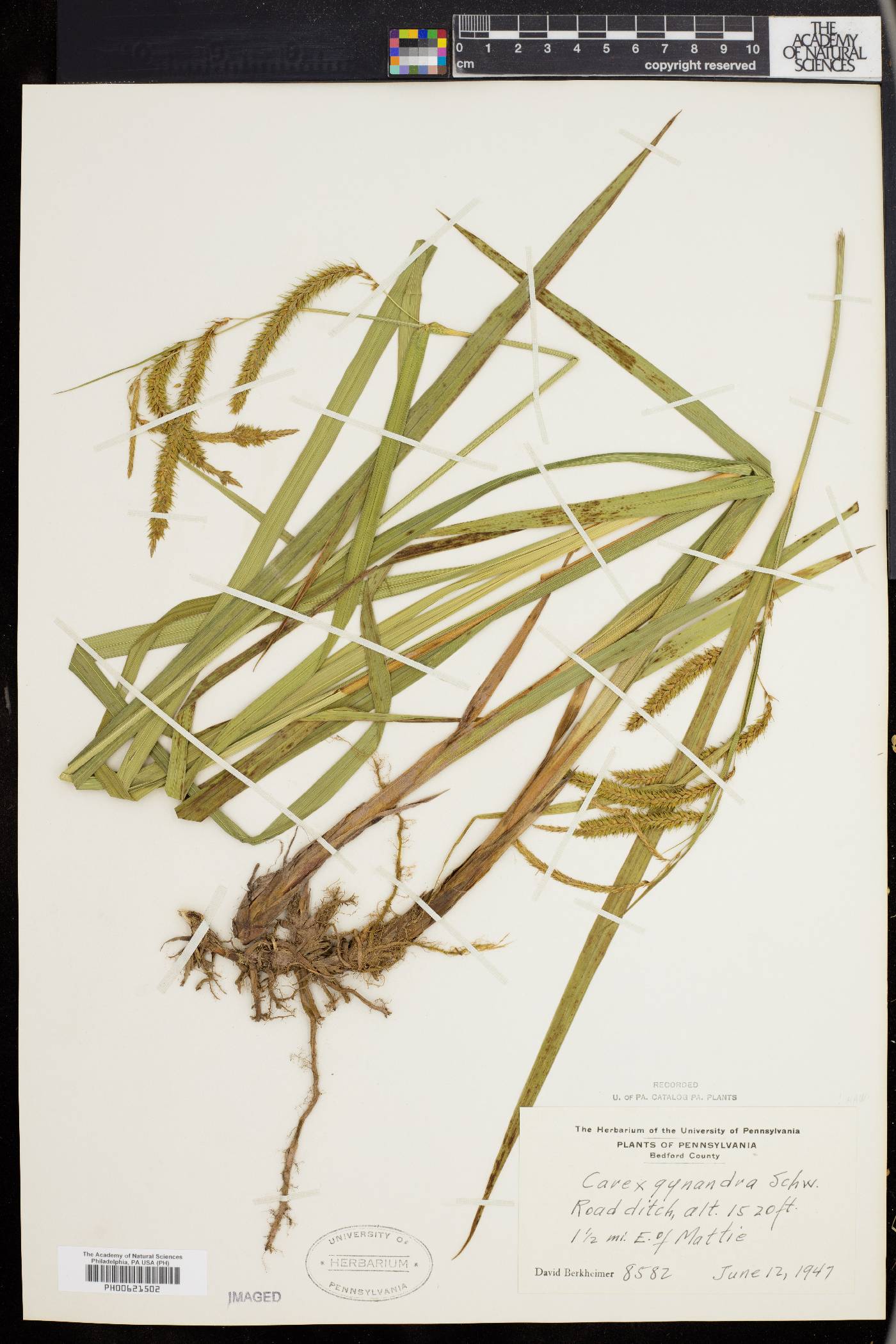 Carex gynandra image