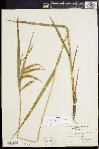 Carex gynandra image