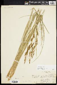 Carex haydenii image