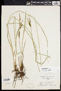 Carex haydenii image