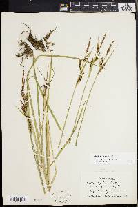 Carex haydenii image