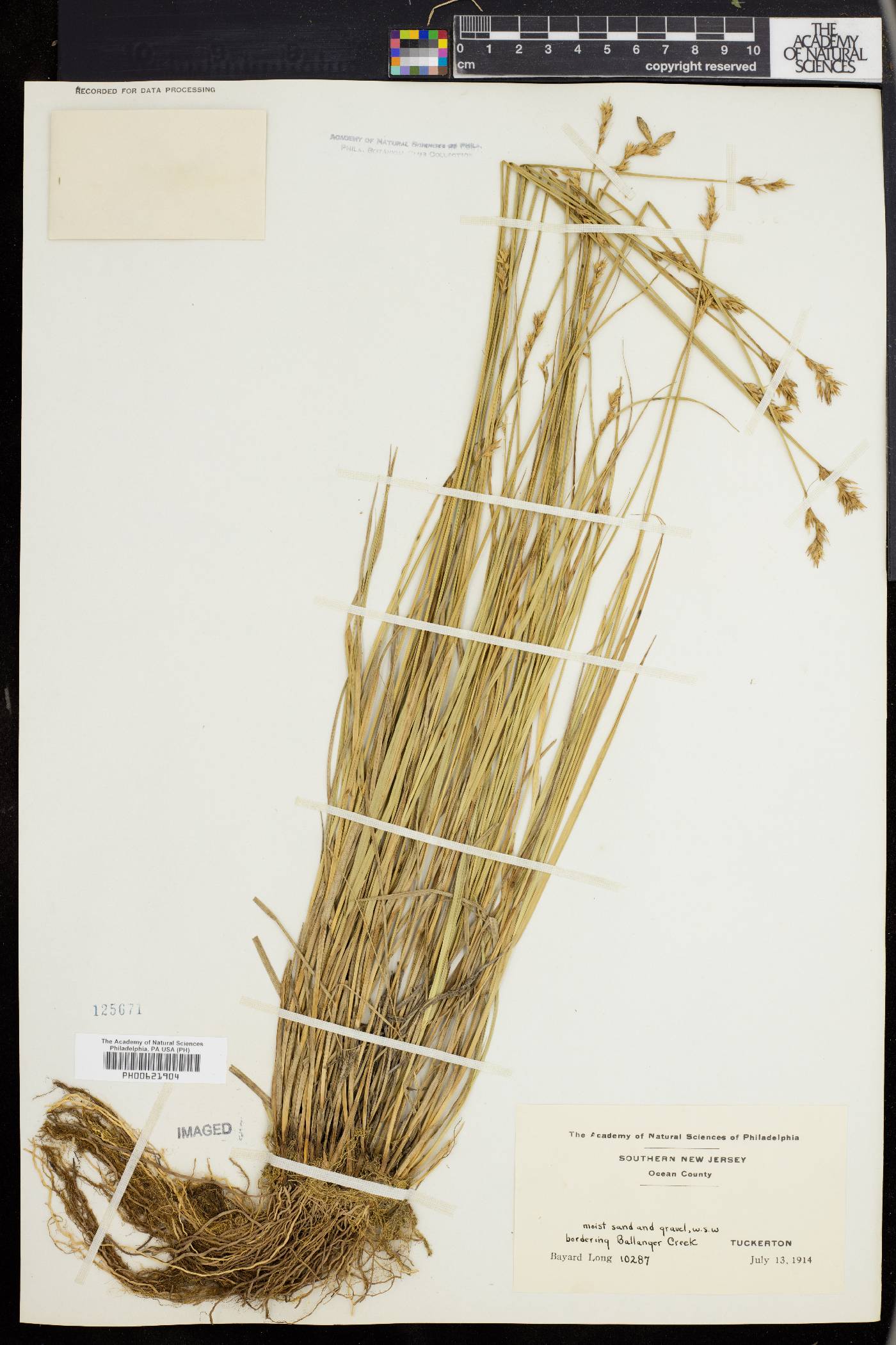 Carex hormathodes image