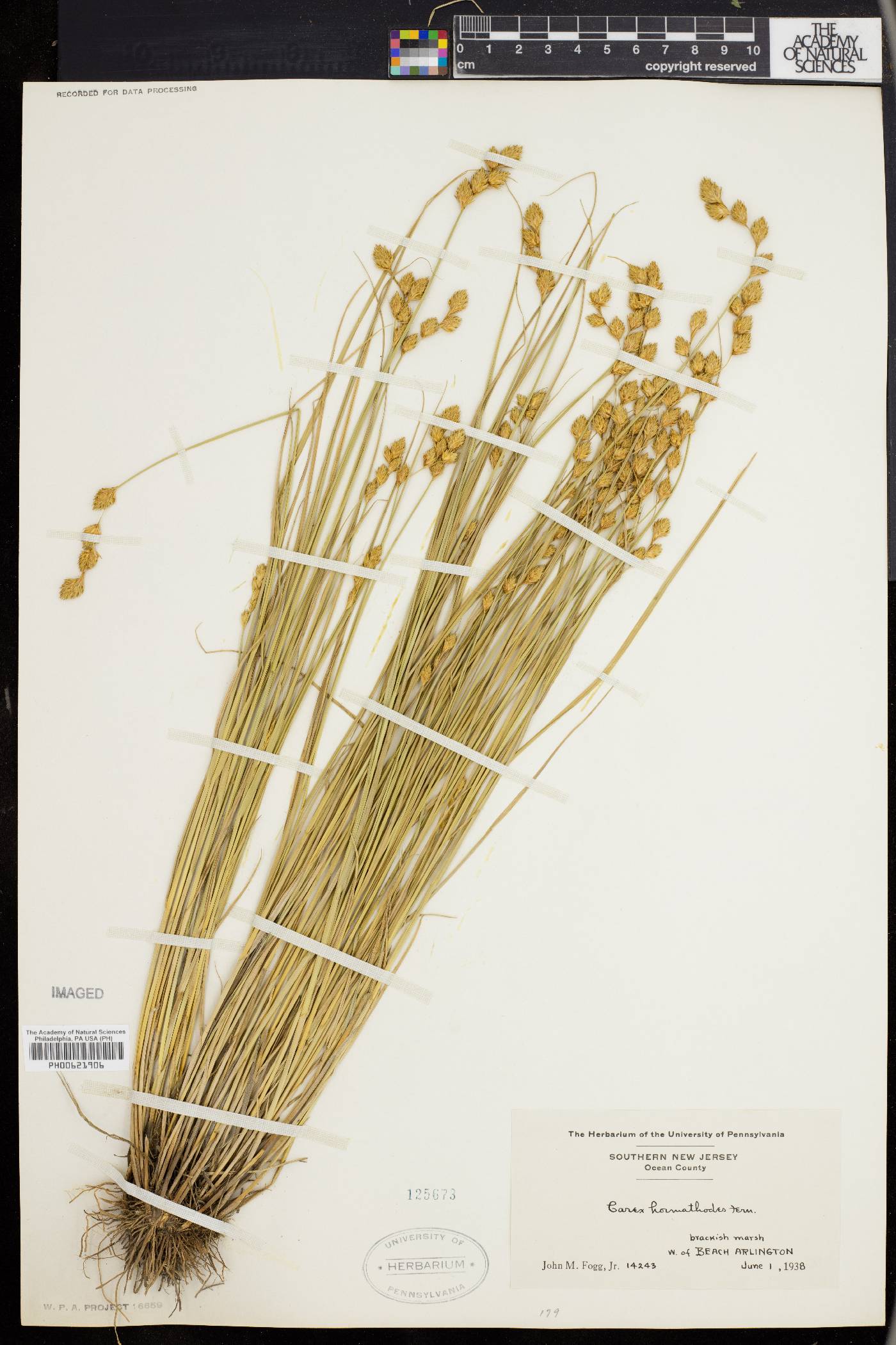 Carex hormathodes image