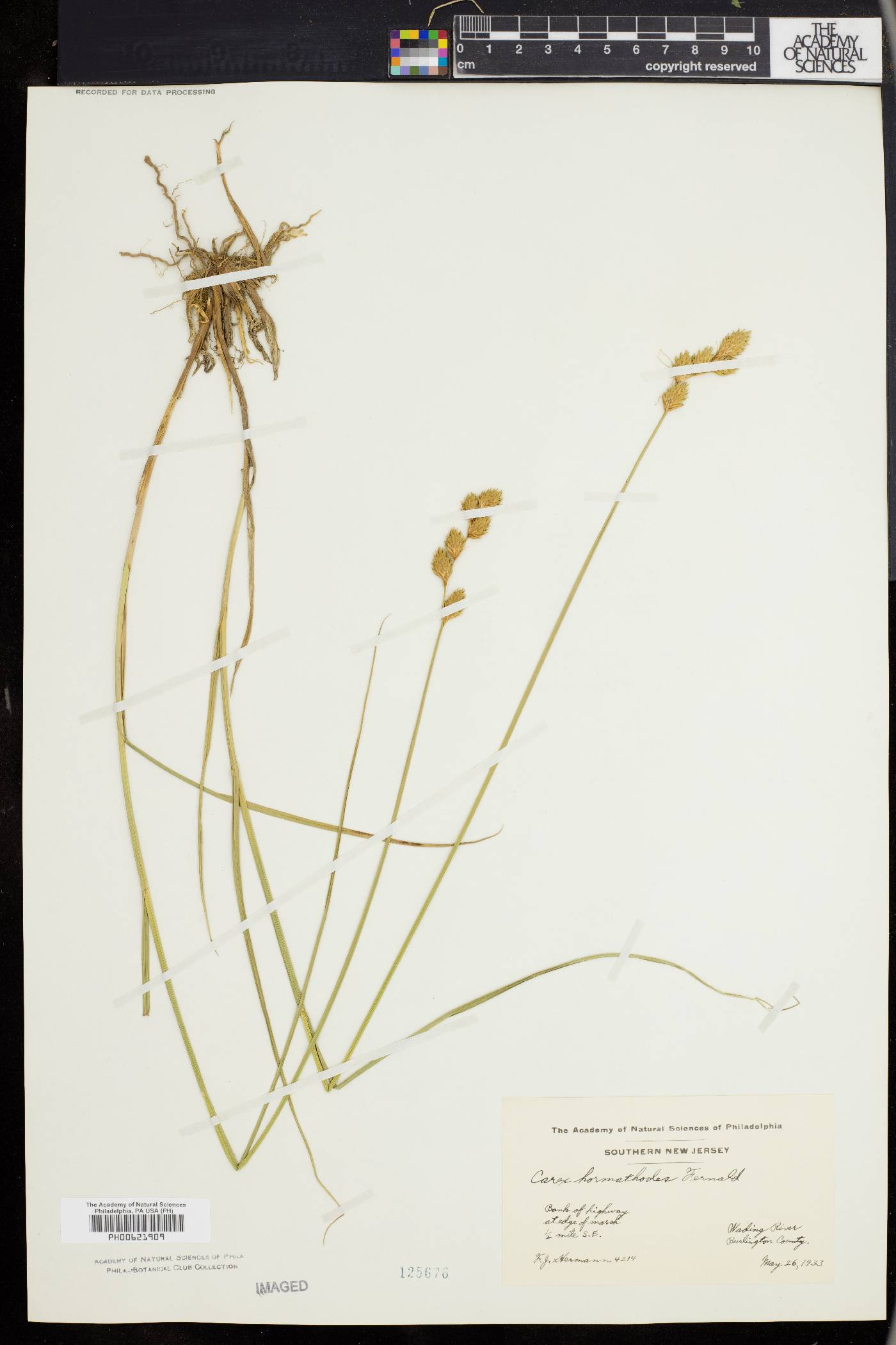 Carex hormathodes image