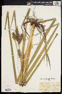 Carex gigantea image