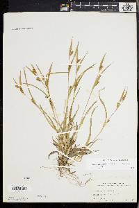 Carex glaucodea image