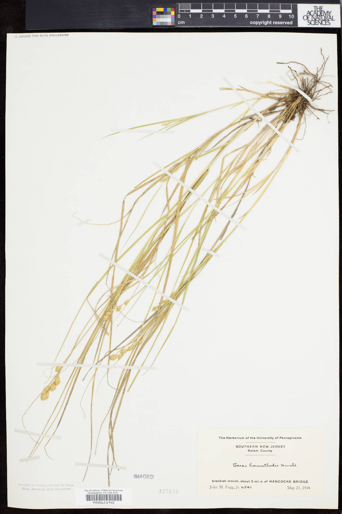 Carex hormathodes image