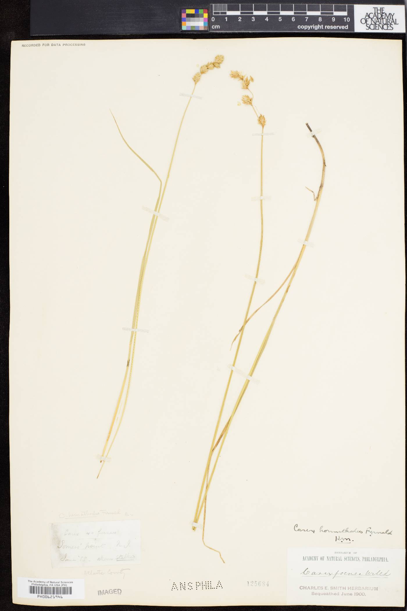 Carex hormathodes image