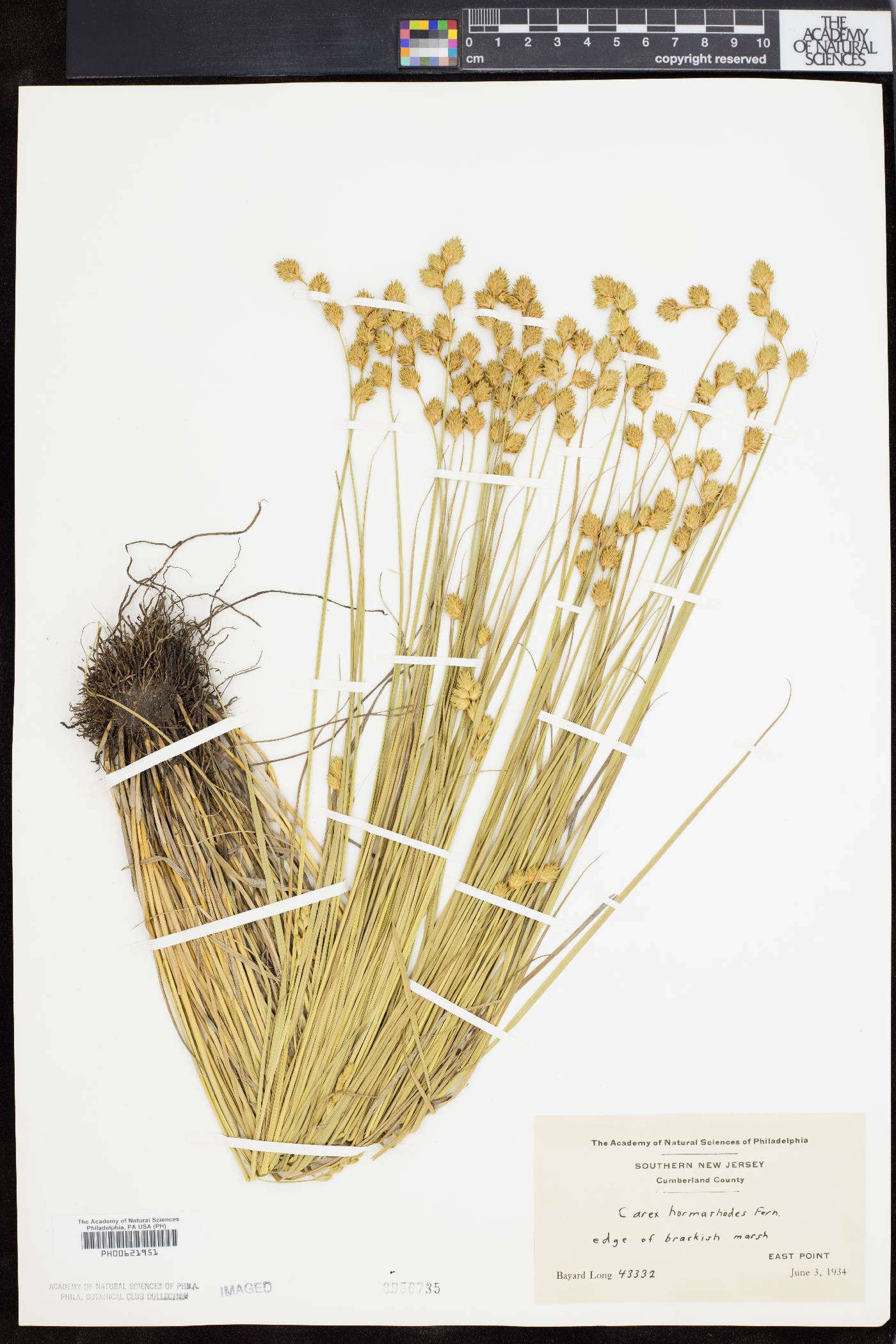 Carex hormathodes image