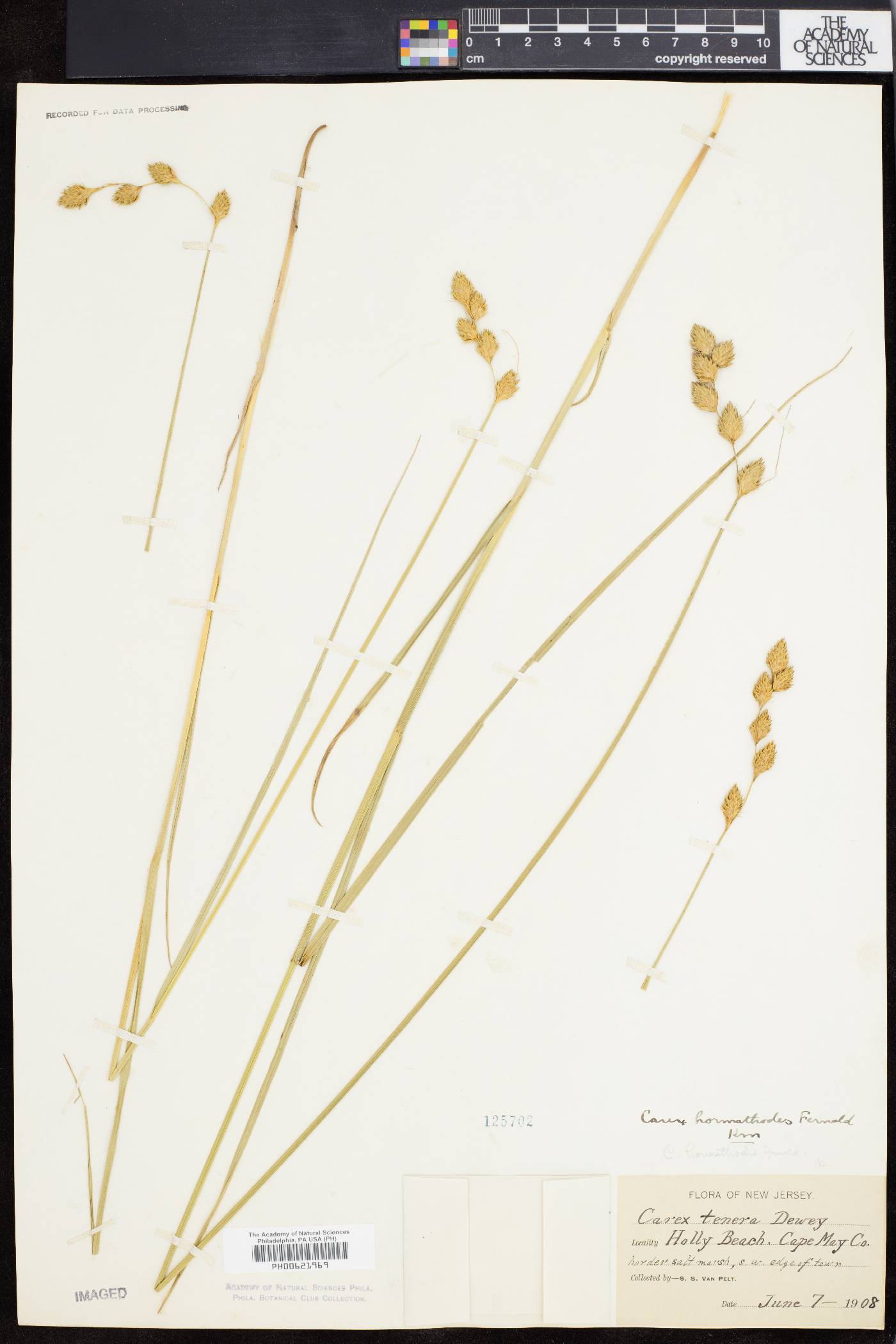 Carex hormathodes image