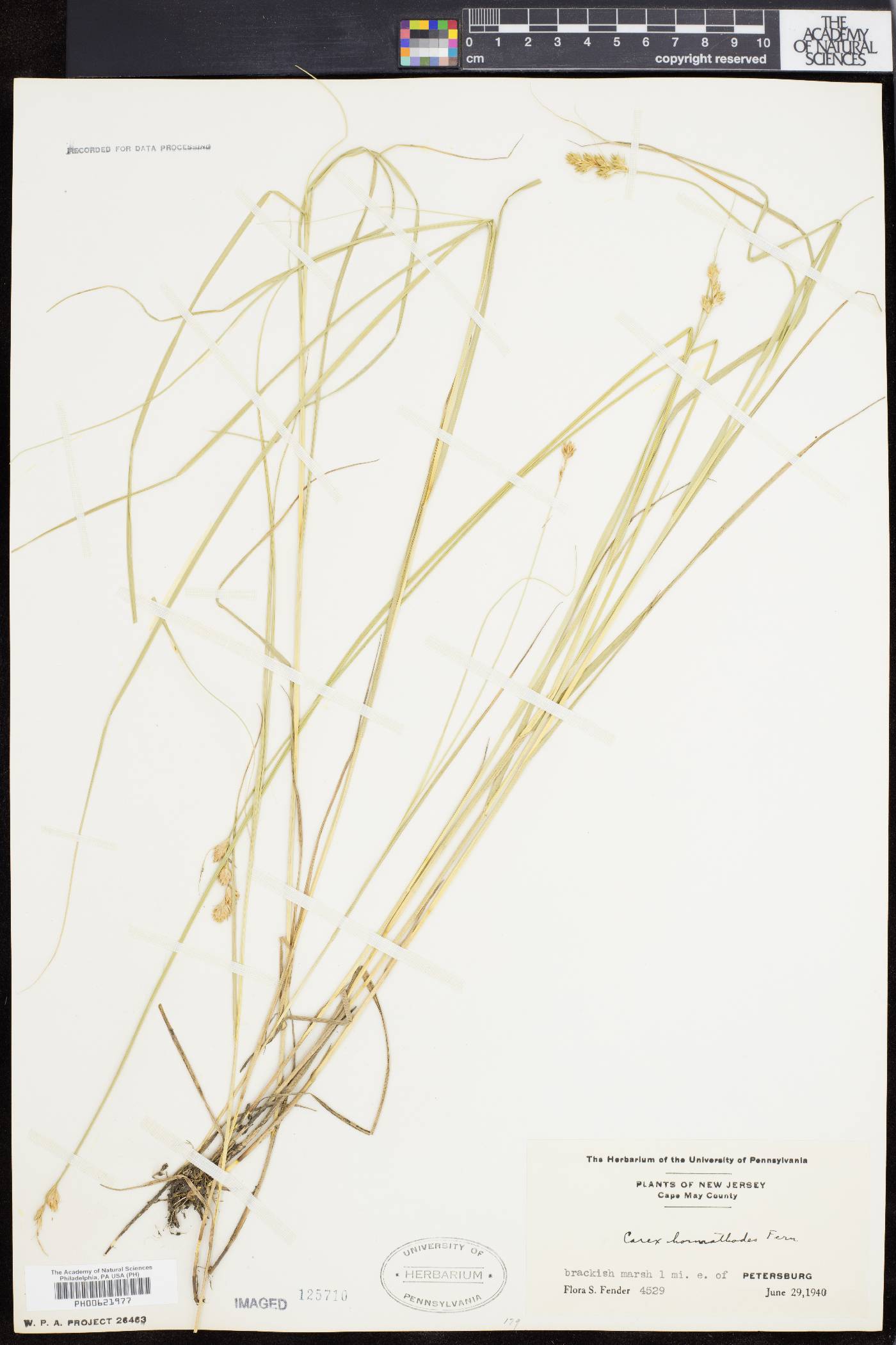 Carex hormathodes image