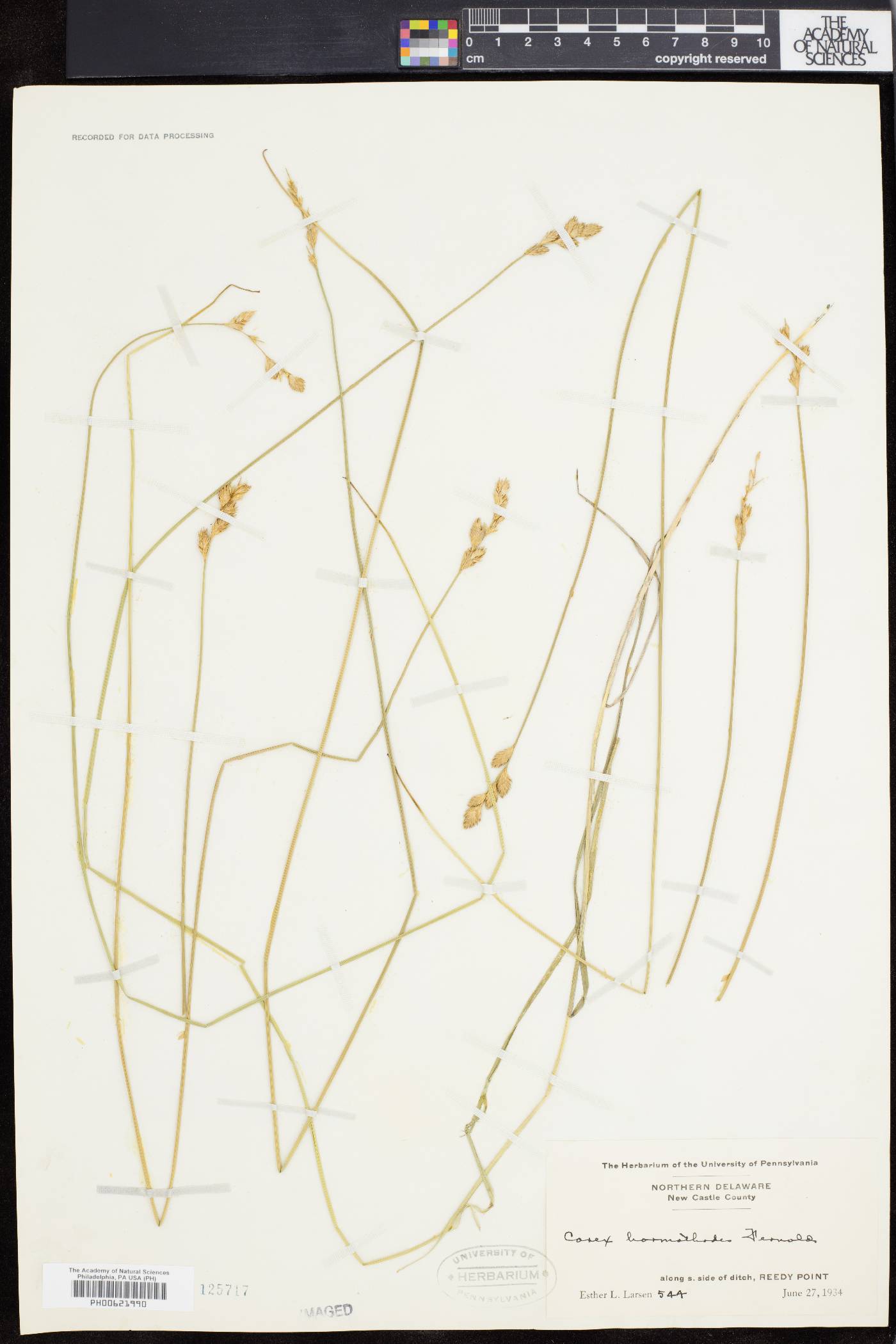 Carex hormathodes image