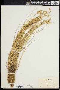 Carex hormathodes image