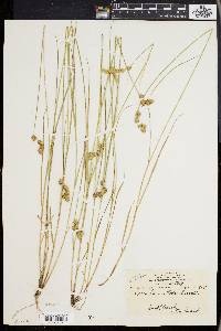 Carex hormathodes image