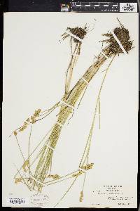 Carex hormathodes image