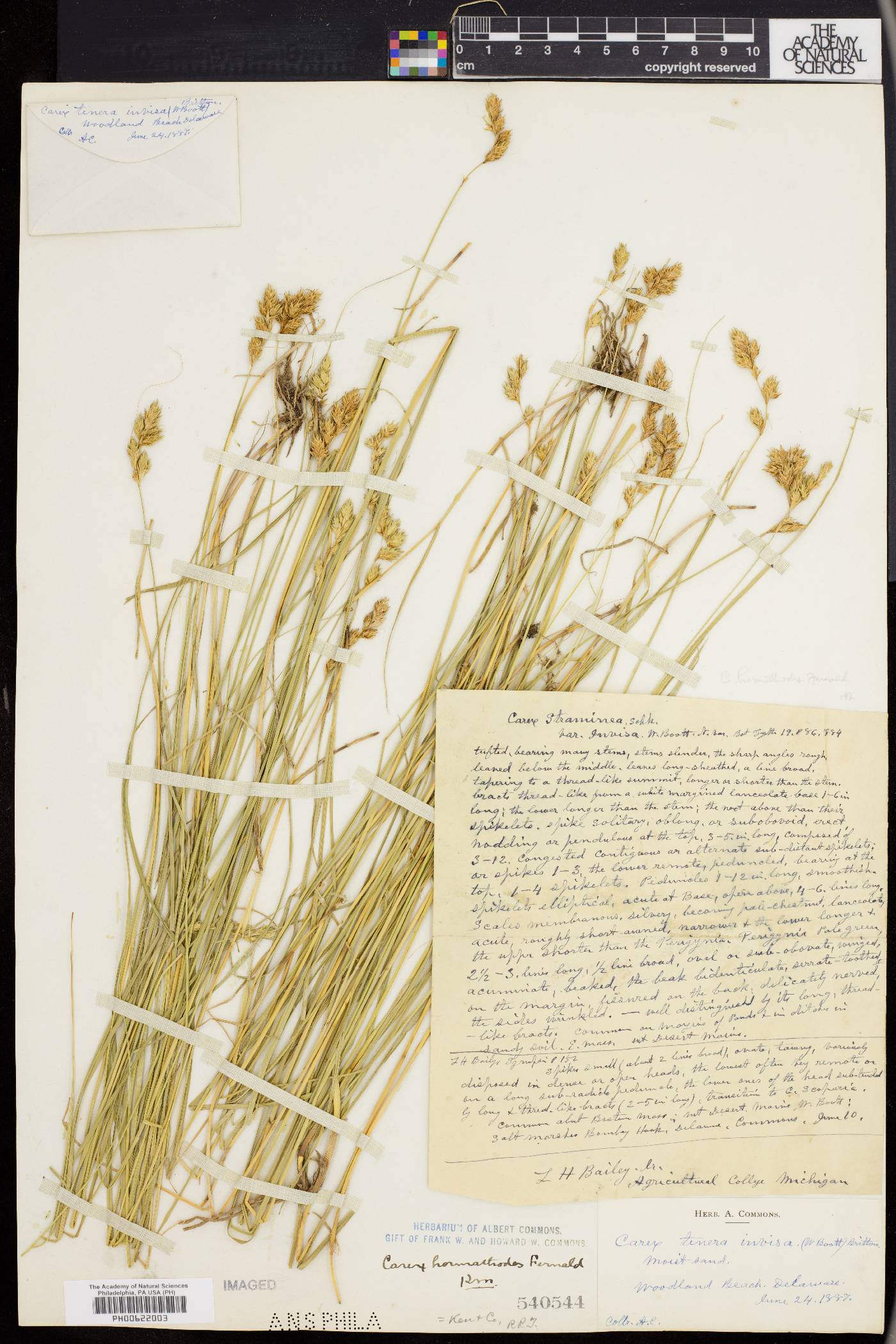 Carex hormathodes image