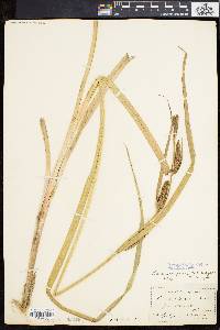 Carex hyalinolepis image