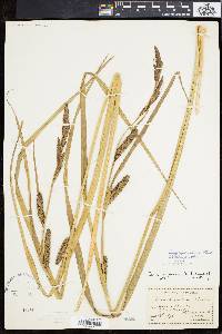 Carex hyalinolepis image