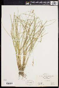 Carex incomperta image