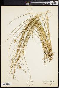 Carex incomperta image