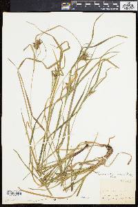 Carex intumescens var. fernaldii image