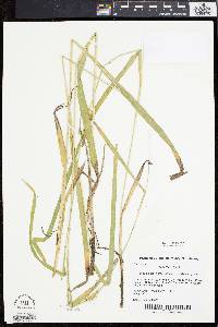 Carex folliculata image