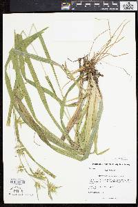 Carex folliculata image