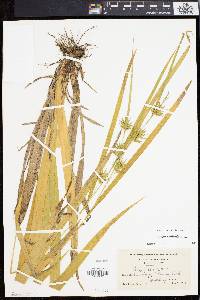 Carex folliculata image