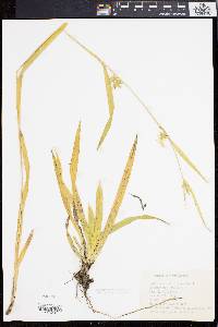 Carex folliculata image