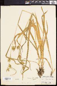 Carex folliculata image