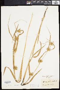 Carex folliculata image