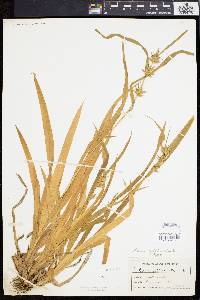 Carex folliculata image