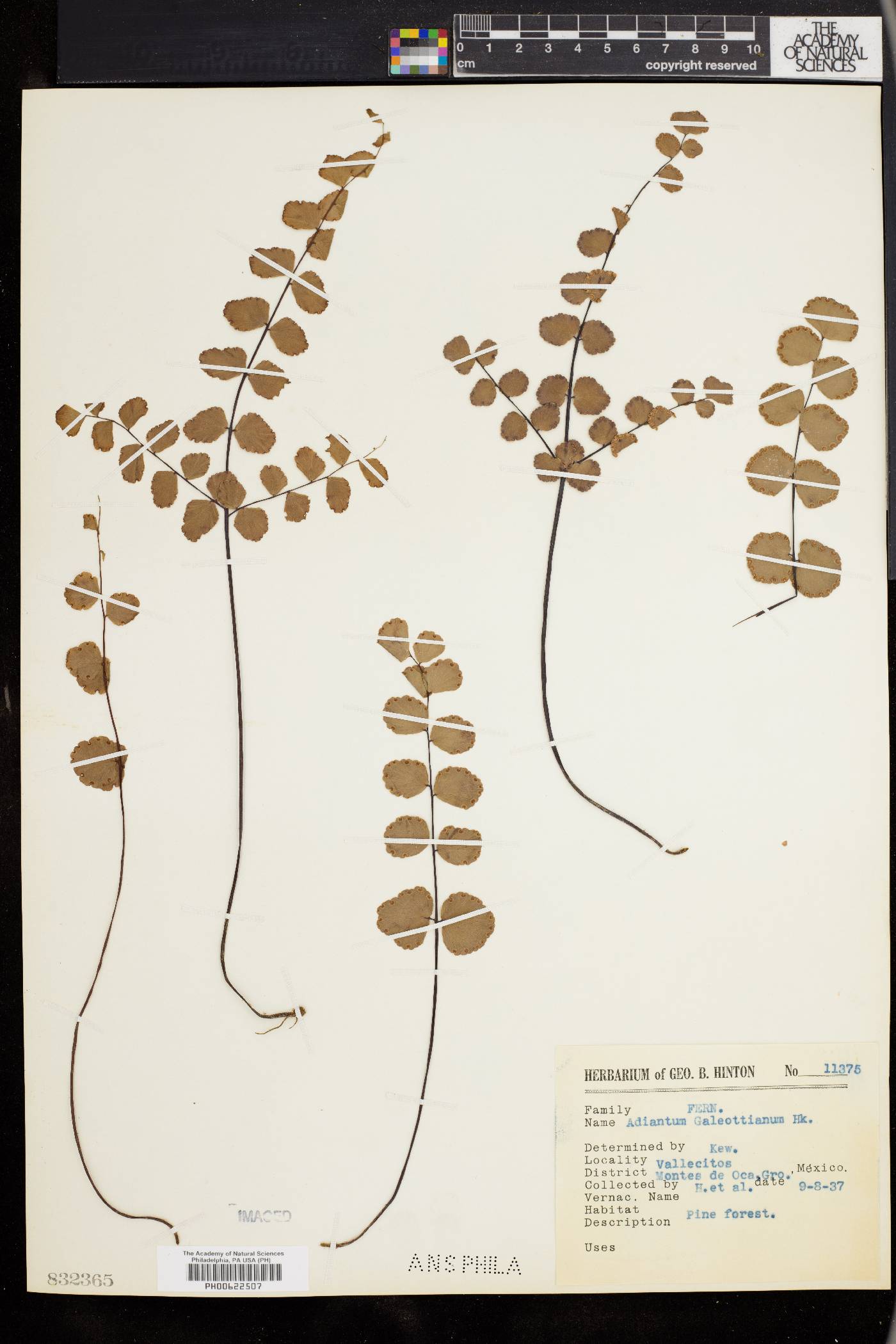 Adiantum galeottianum image