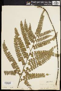 Adiantum melanoleucum image