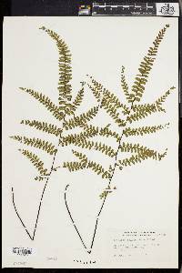 Adiantum melanoleucum image