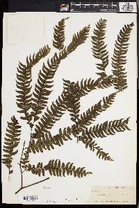 Adiantum pectinatum image