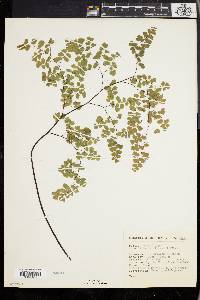 Adiantum poiretii image