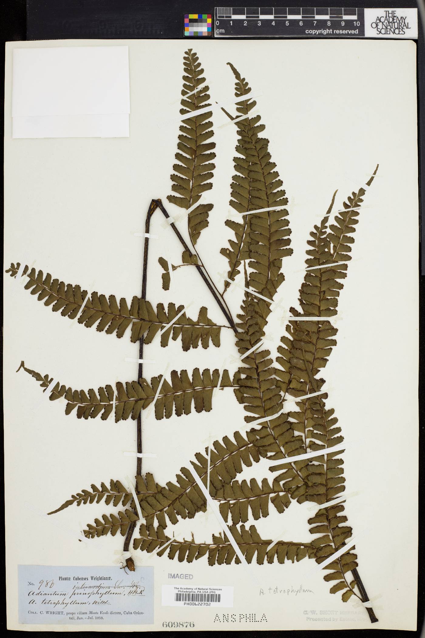 Adiantum tetraphyllum image