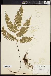 Adiantum tetraphyllum image