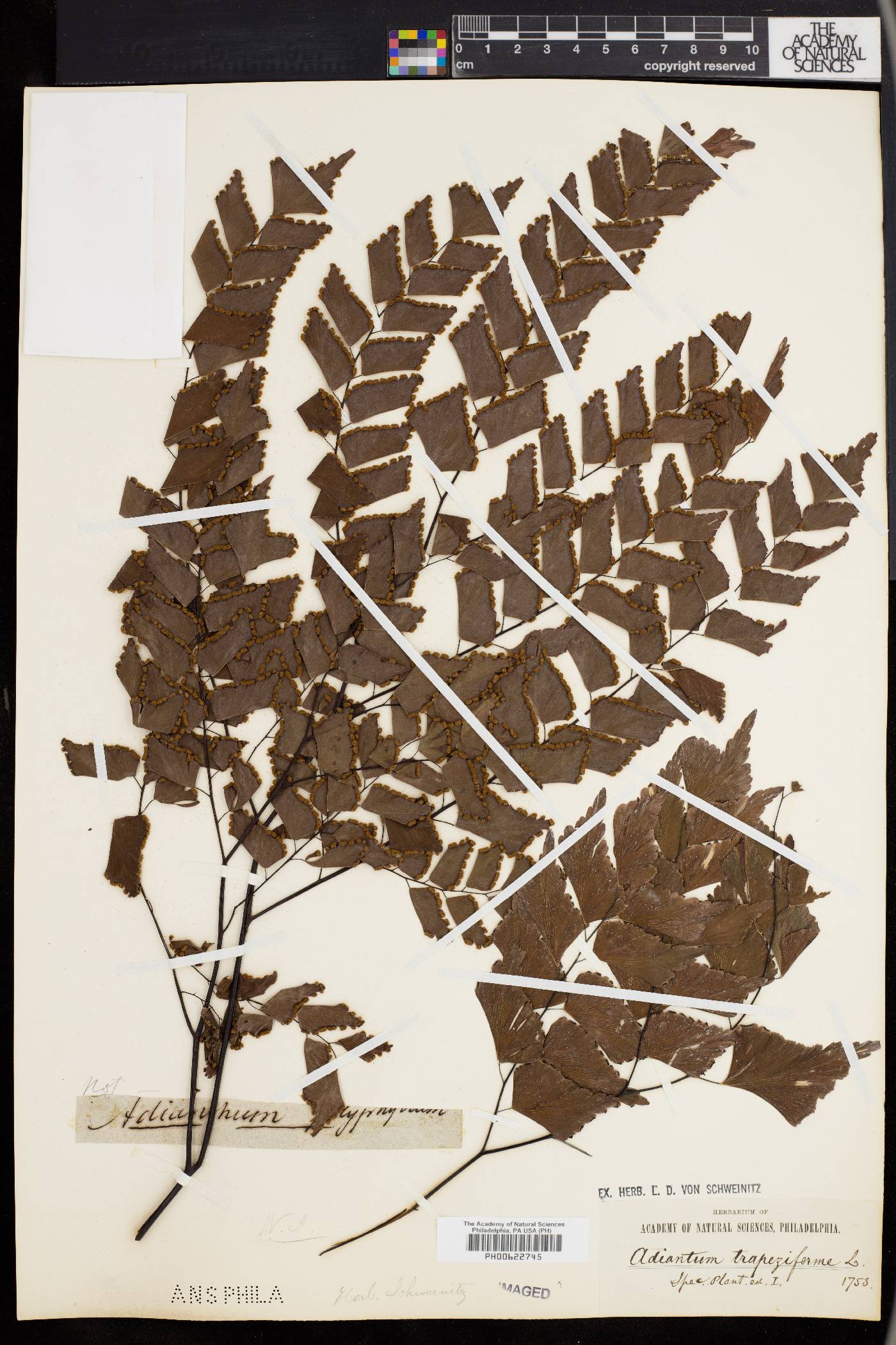 Adiantum trapeziforme image
