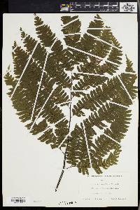 Adiantum wilesianum image
