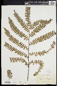 Adiantum villosum image