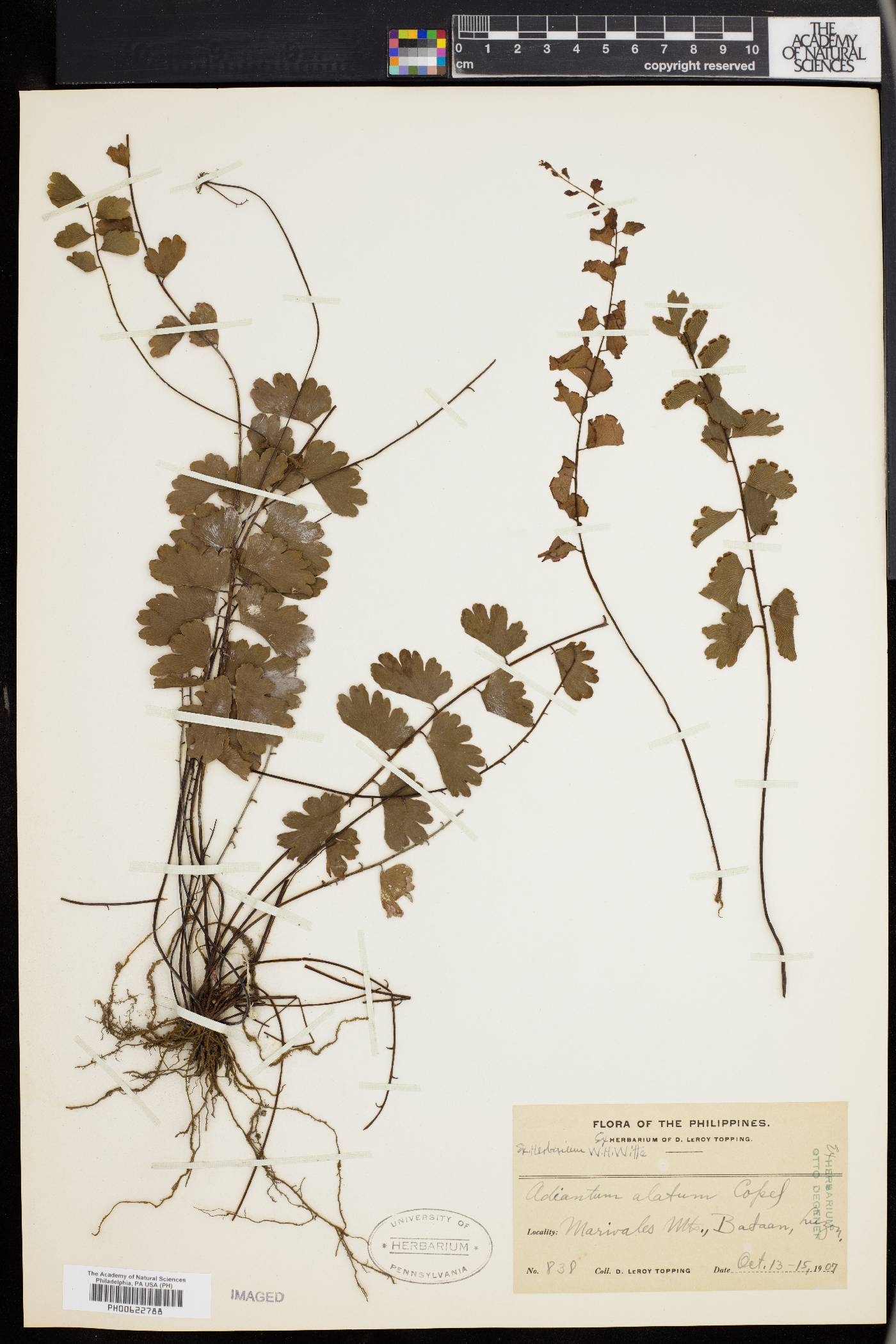 Adiantum alatum image