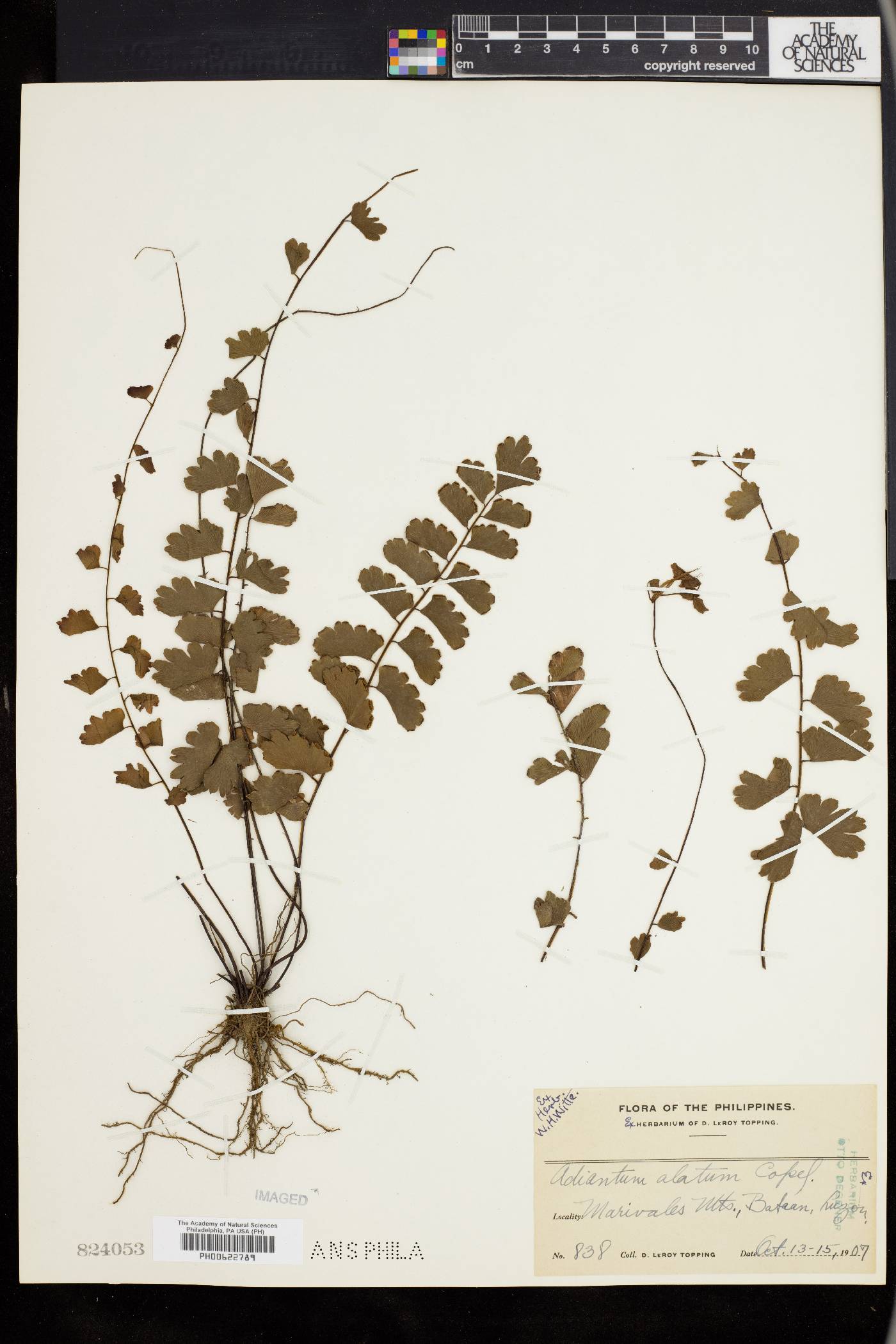 Adiantum alatum image