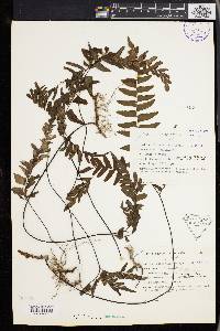 Adiantum latifolium image