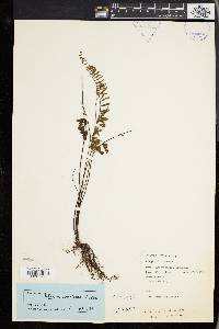 Adiantum malesianum image