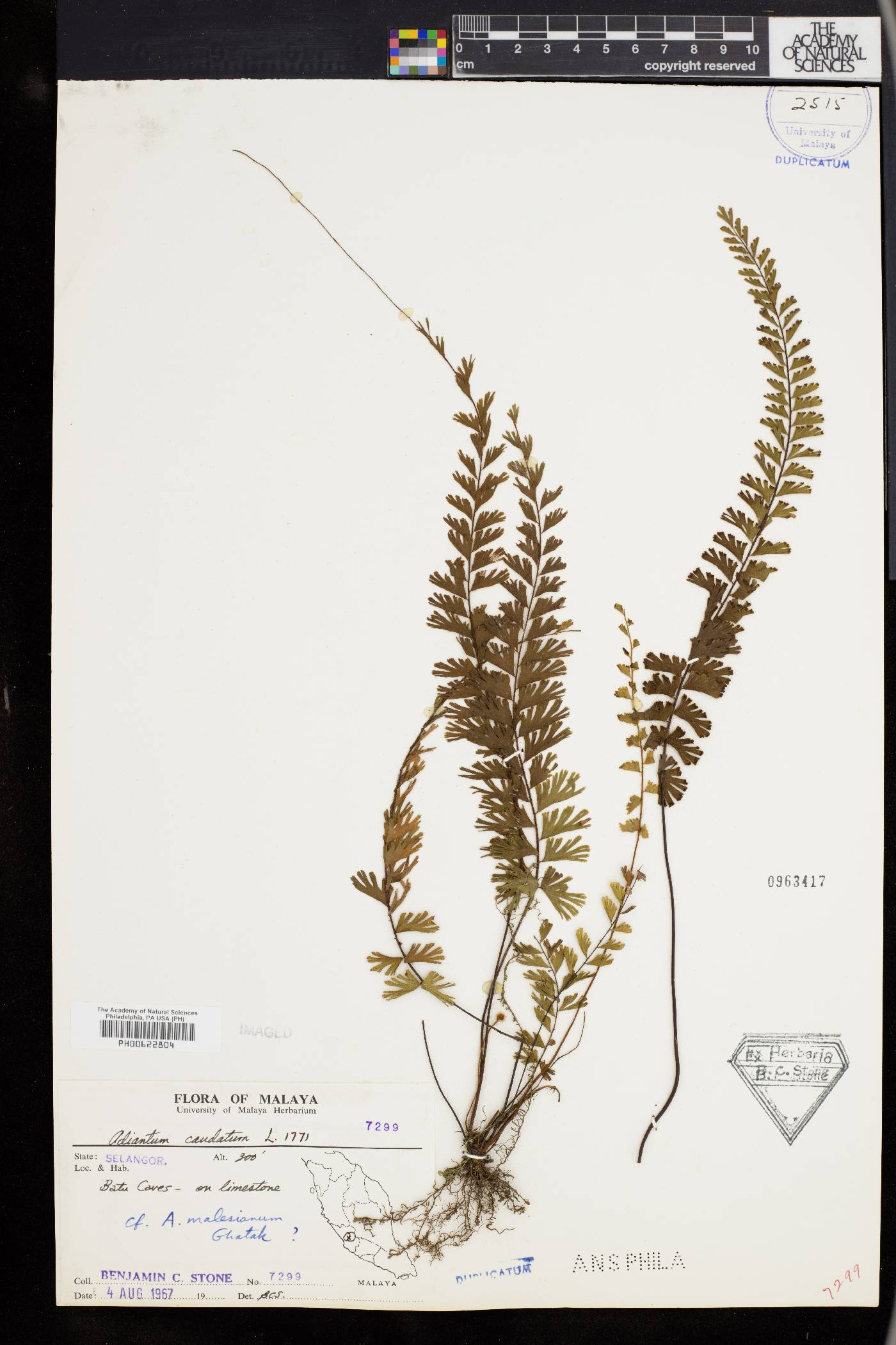 Adiantum malesianum image