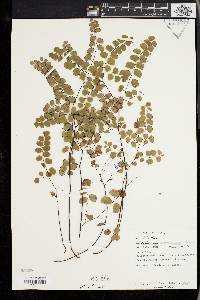 Adiantum stenochlamys image