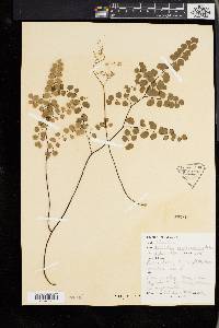 Adiantum stenochlamys image