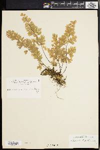 Adiantum capillus-veneris image